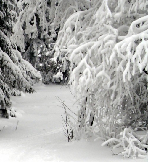 winter